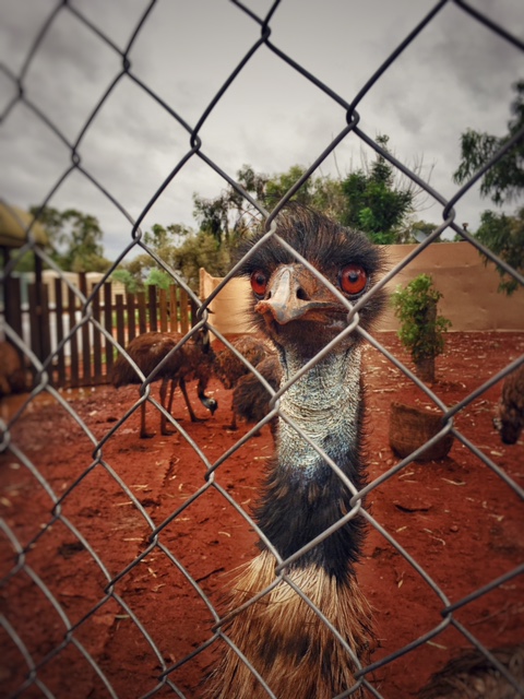 emu